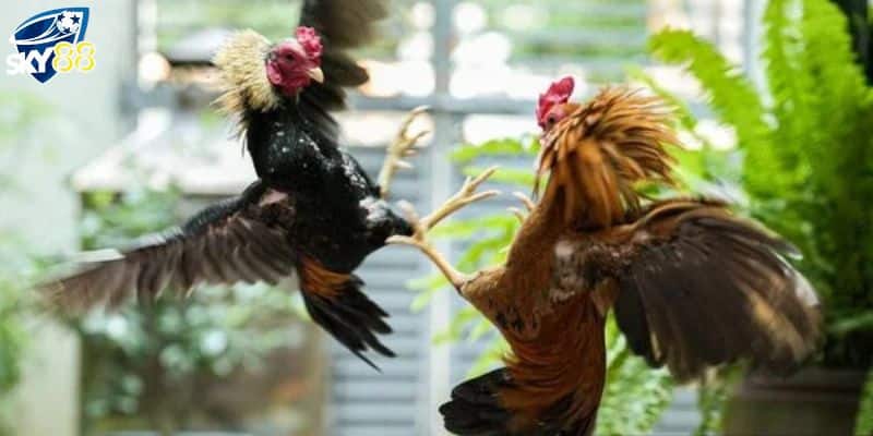 Gà Chọi C1 Trực Tiếp - Các Trận Đấu Cực Hay Tại Nhà Cái Sky88 3 Nắm rõ lịch thi đấu gà chọi c1 trực tiếp và giải đấu đặc biệt