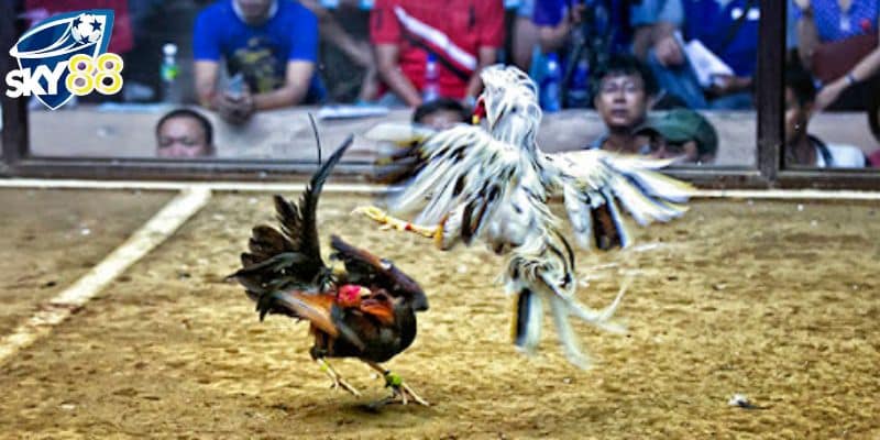 Gà Chọi C1 Trực Tiếp - Các Trận Đấu Cực Hay Tại Nhà Cái Sky88 4 3 cách xem gà chọi C1 trực tiếp hiệu quả nên áp dụng